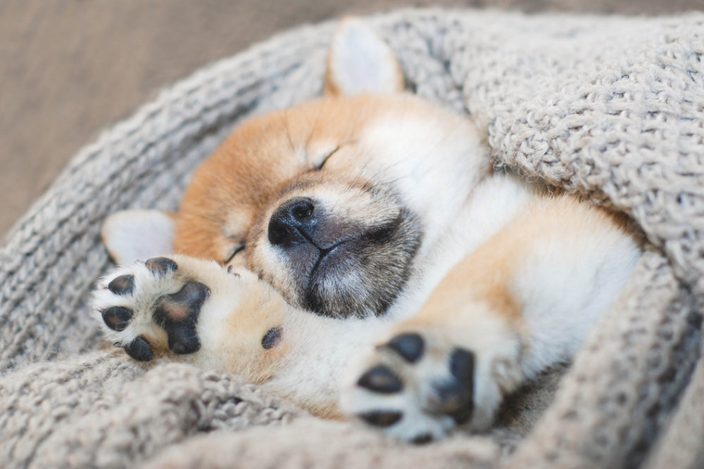 Unlocking the Canine Imagination: Decoding What Dogs Dream About While Sleeping